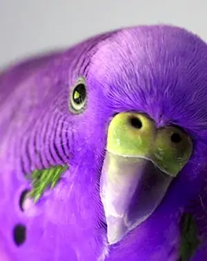 Violett gewellter Papagei