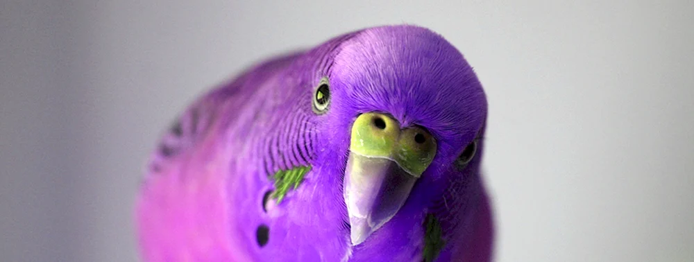 Violett gewellter Papagei