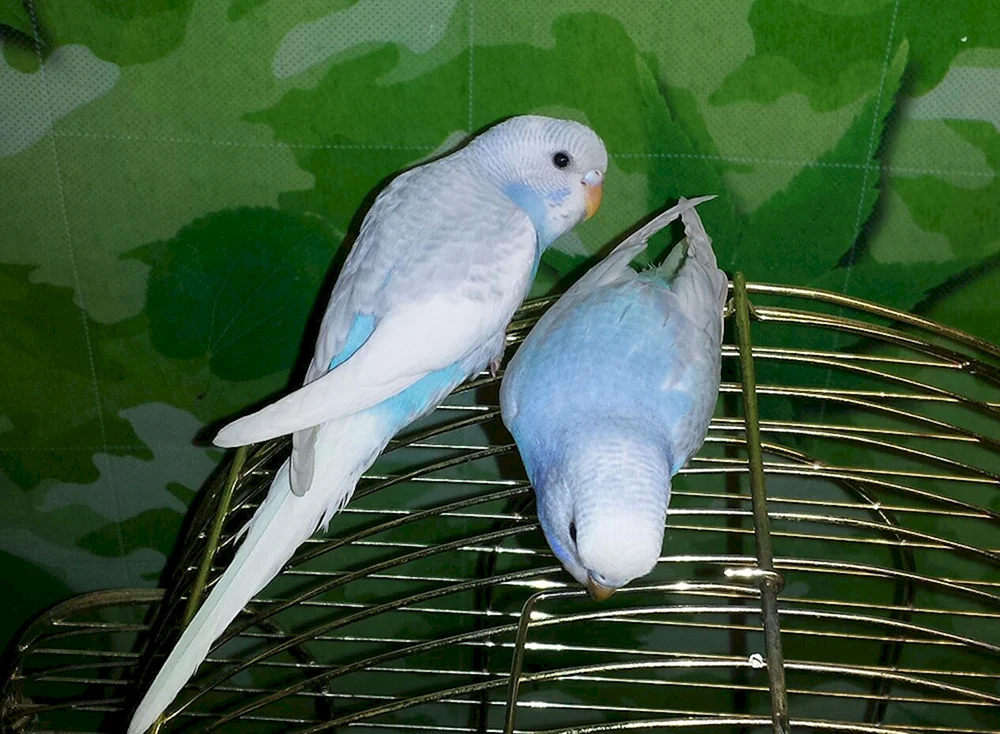 Blauer Wellenpapagei