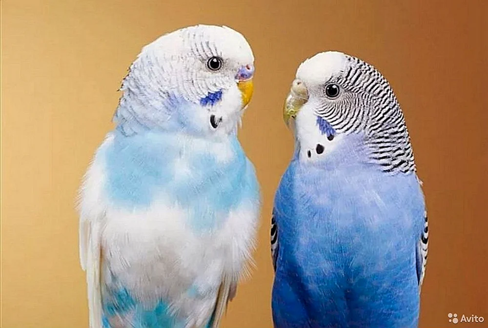 Blauer Wellenpapagei