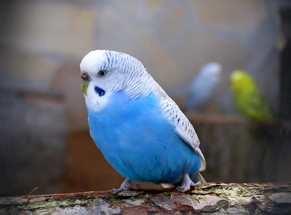 Blauer Wellenpapagei