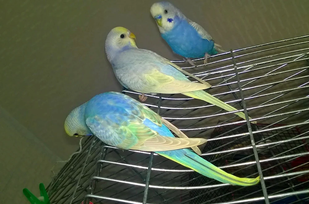 Regenbogenpapagei