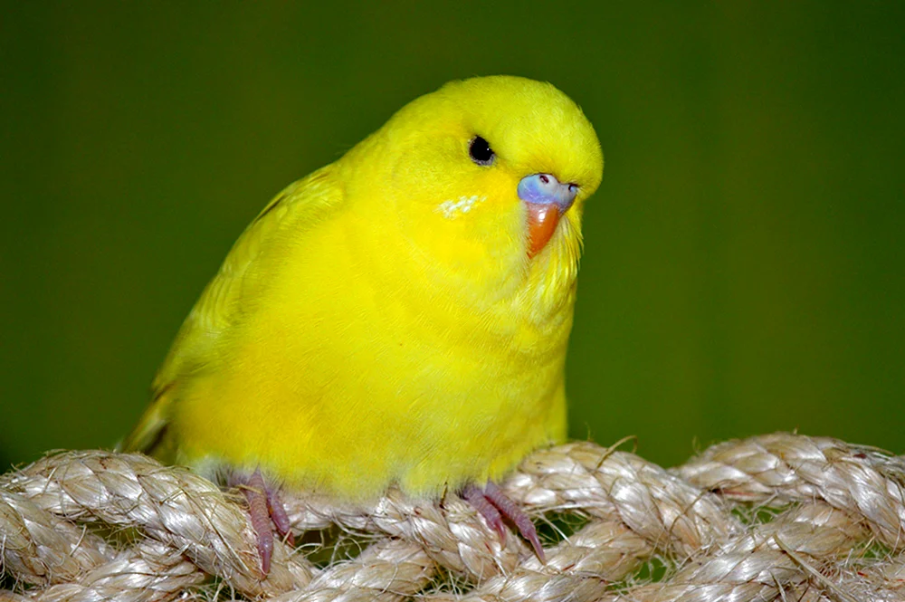 Lutino Parrot