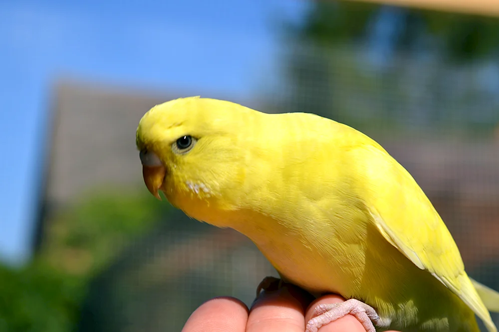 Lutino Parrot Gelb