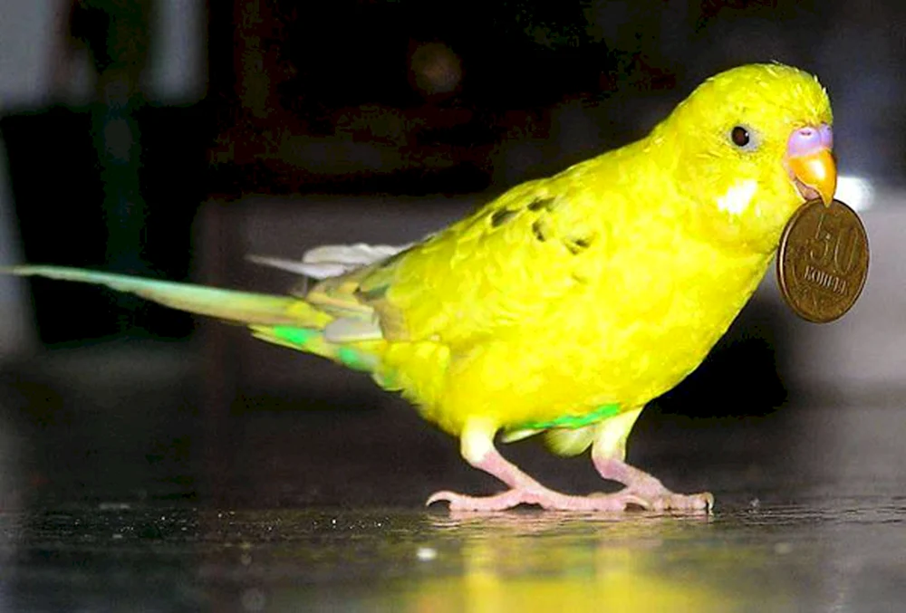 Lutino Parrot