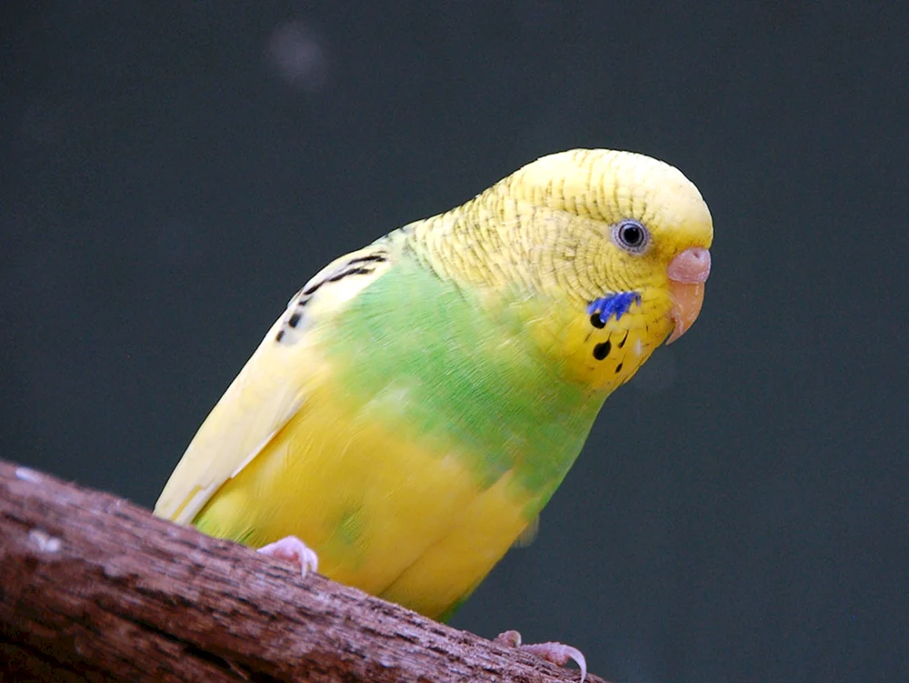 Lutino Parrot