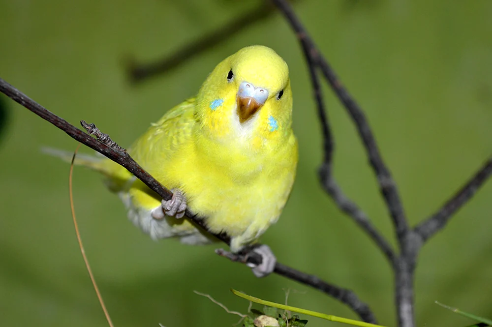 Lutino Parrot
