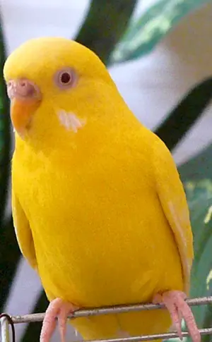 Papagei Gelb