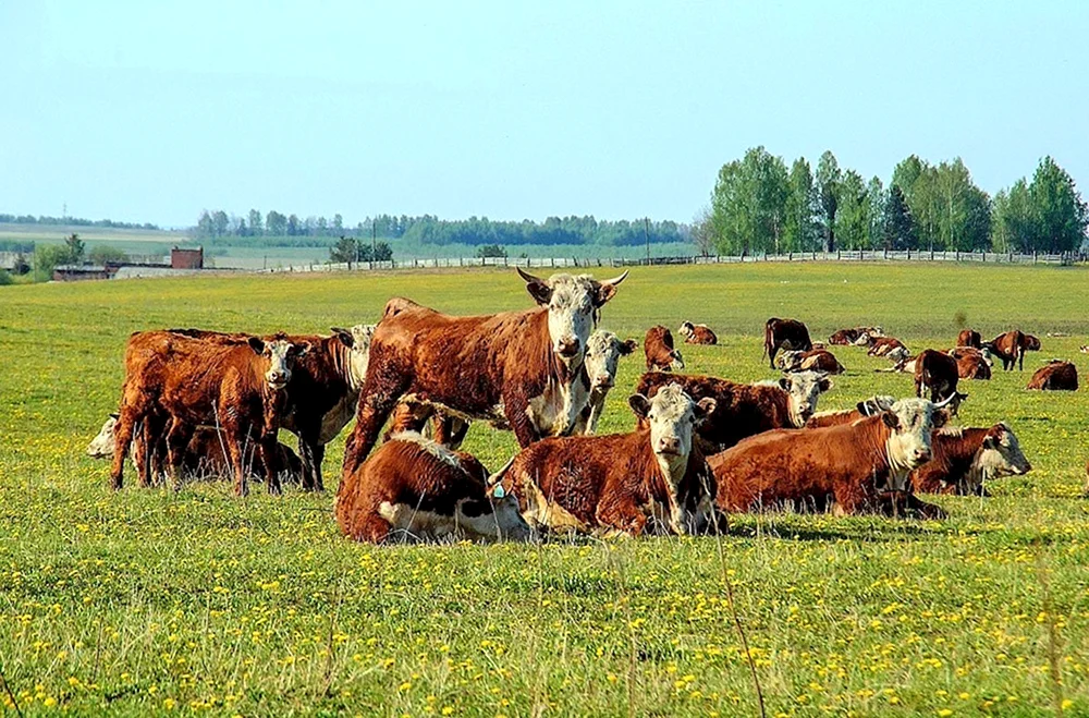Vologda. Vologda Kühe weidend