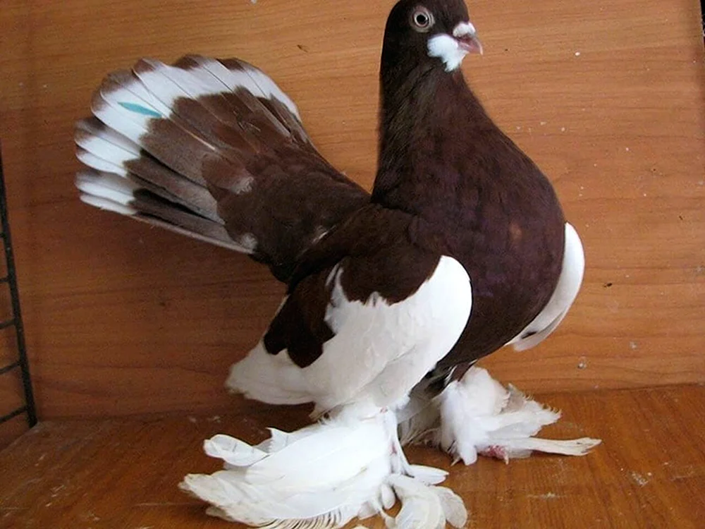 Taubenrasse Kaplan