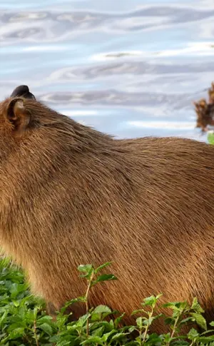 Wombat und Wasserschwein
