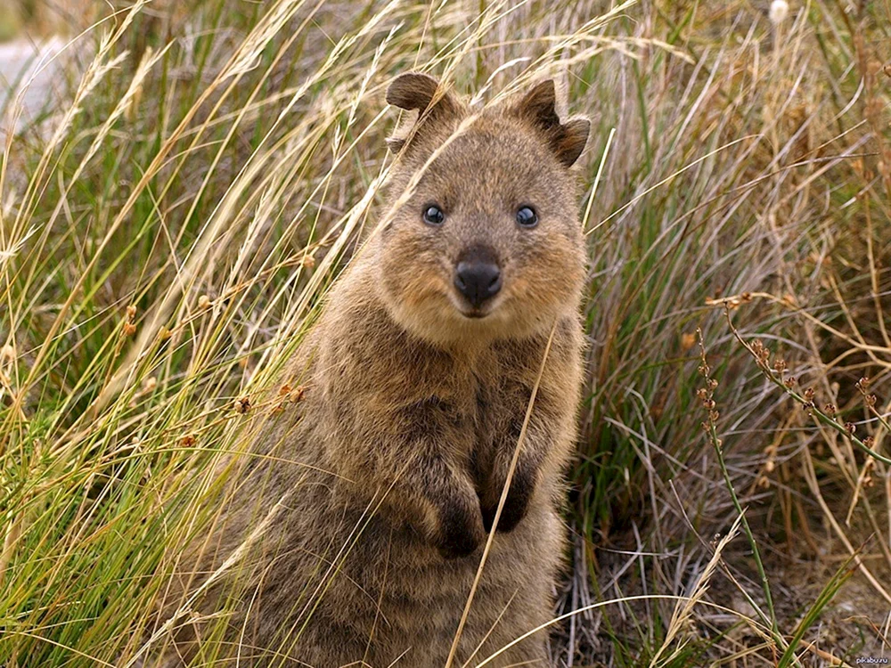 Känguru Quokka