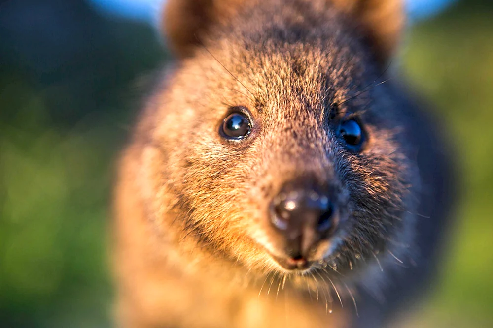 Quokka Familie