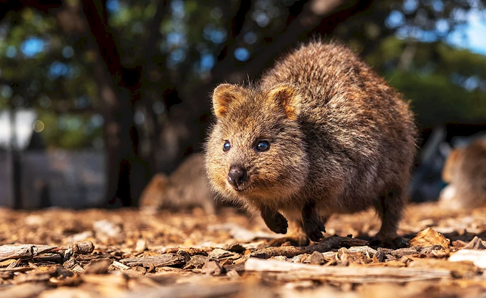 Känguru Quokka