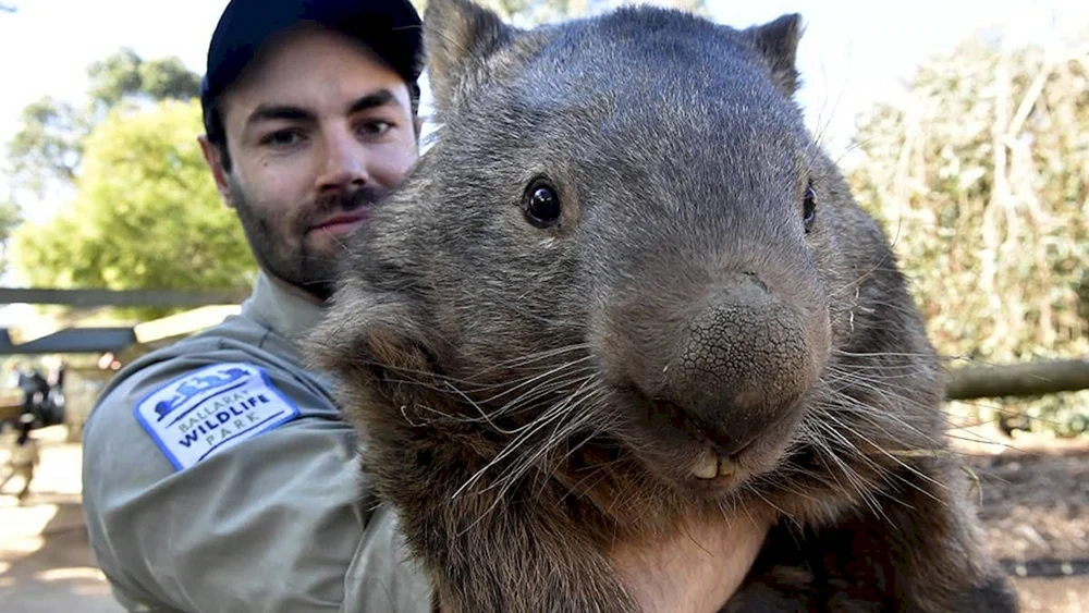 Capybara und Meerschweinchen