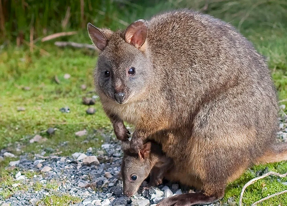 Wombat-Tier Australien