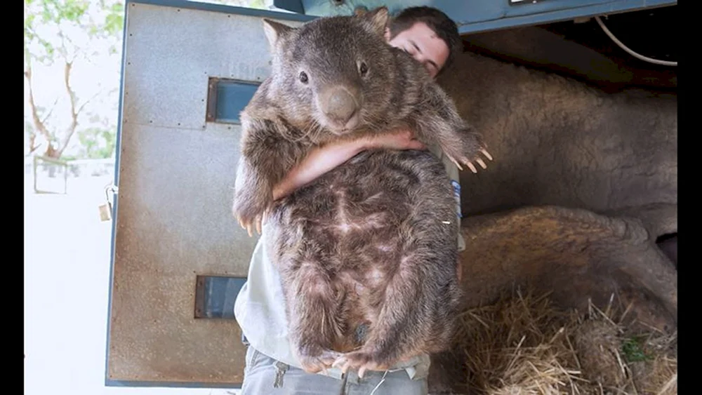 Wombats sind groß