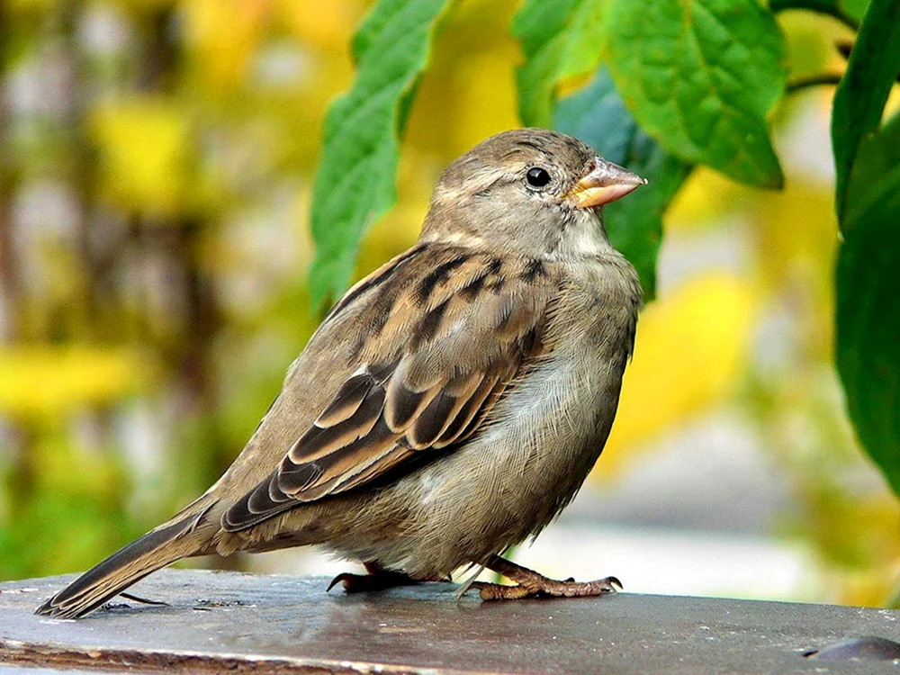 Haussperling Vogel