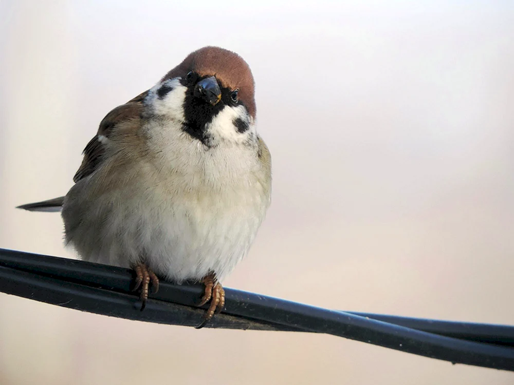 Flacher Spatz