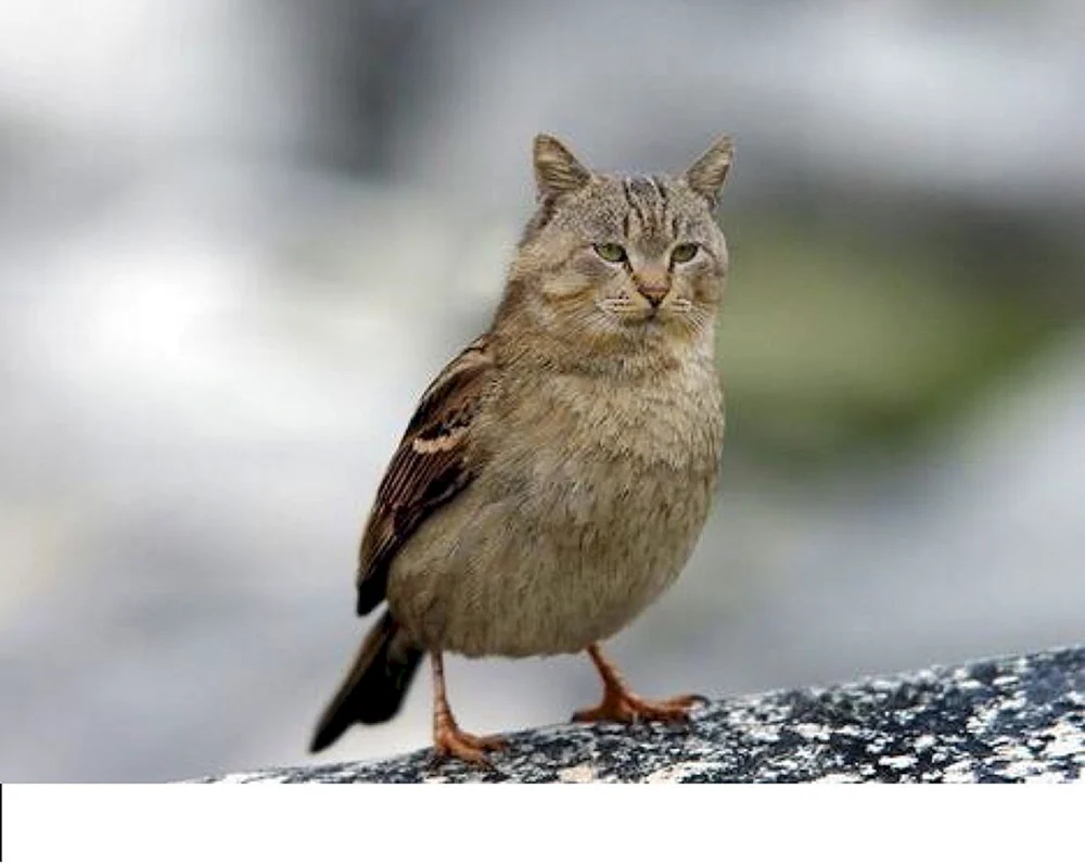 Flacher Spatz