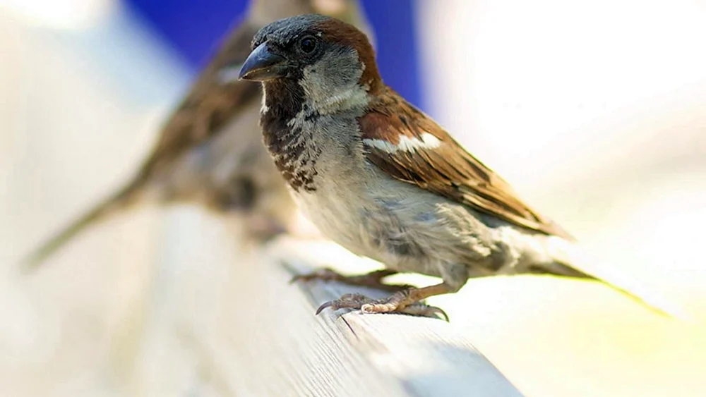 Schlafender Vogel
