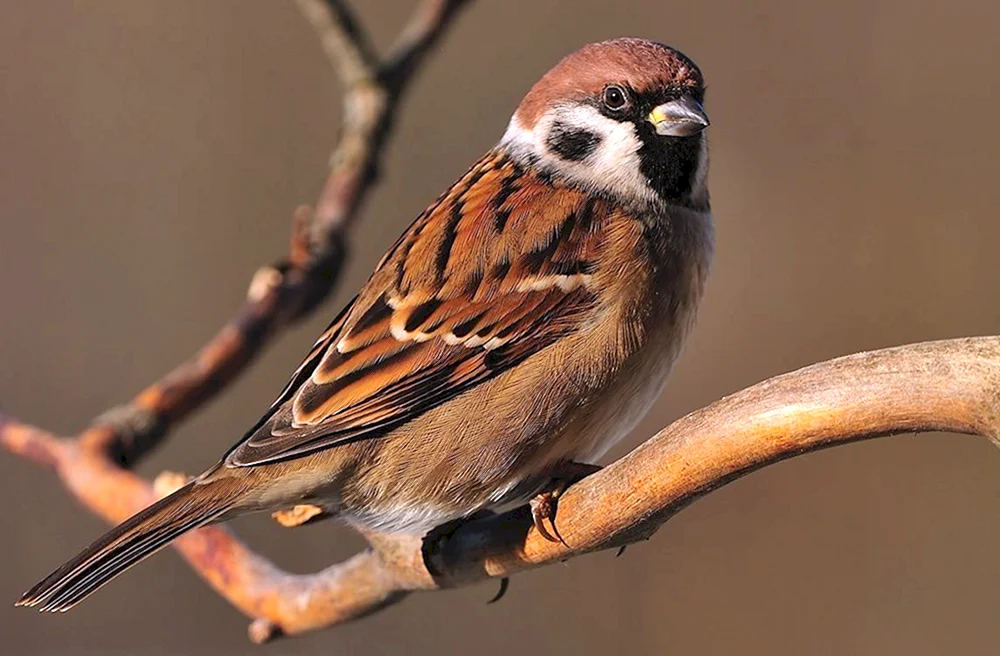 Haussperling Sperling