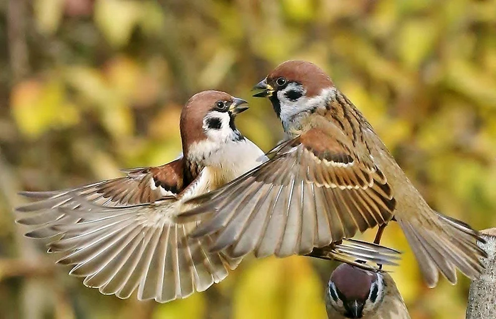 Haussperling Sperling