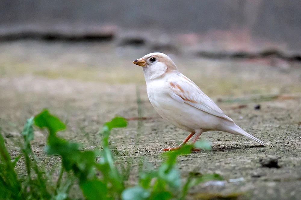 Sperling albino
