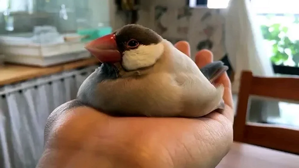 Königspinguin