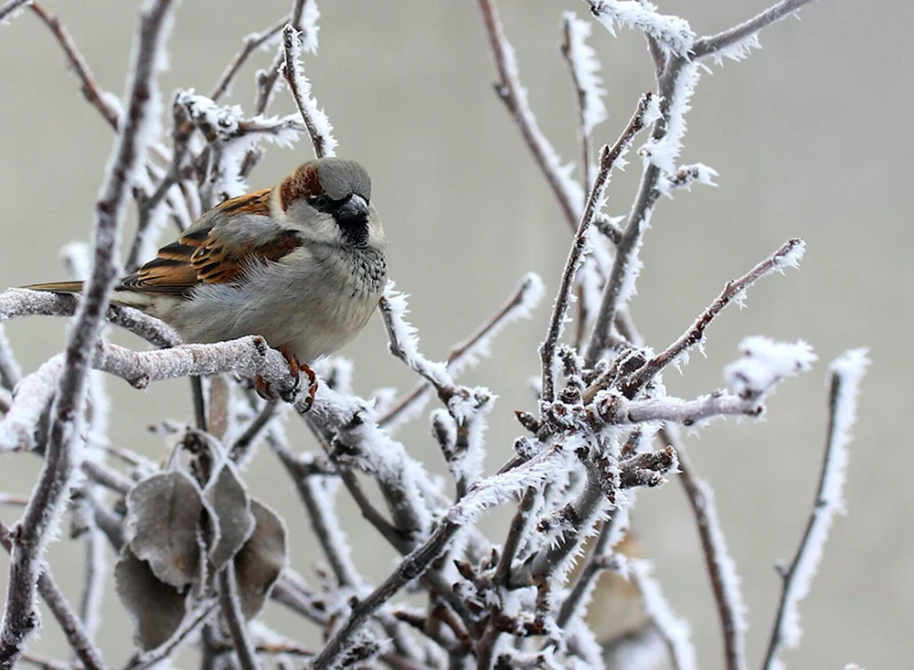 Wintervögel Spatz