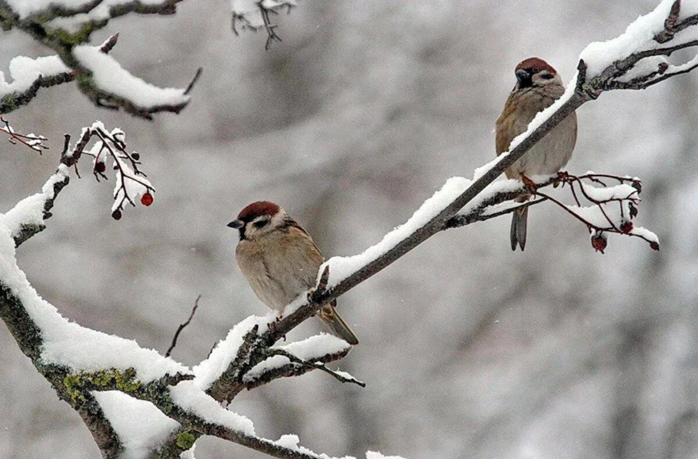 Eingefrorener Vogel