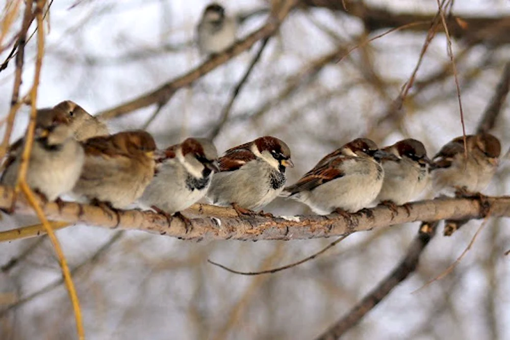 Haussperling Sperlingsvögel