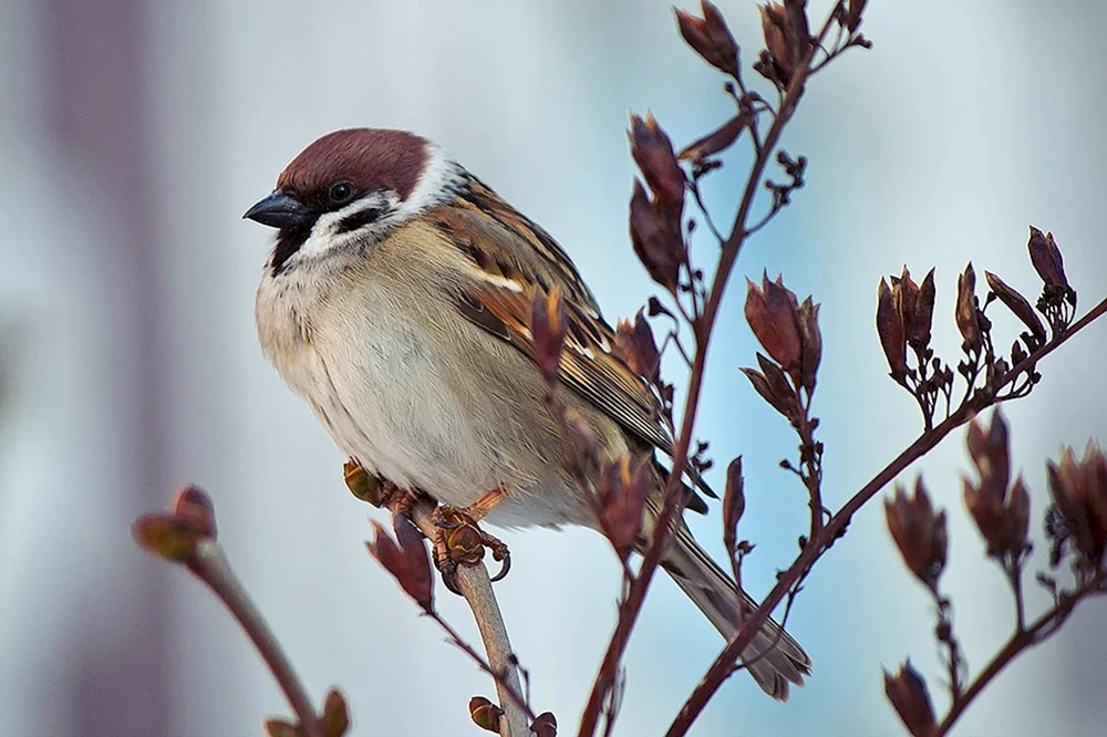 Sperlingsvogel
