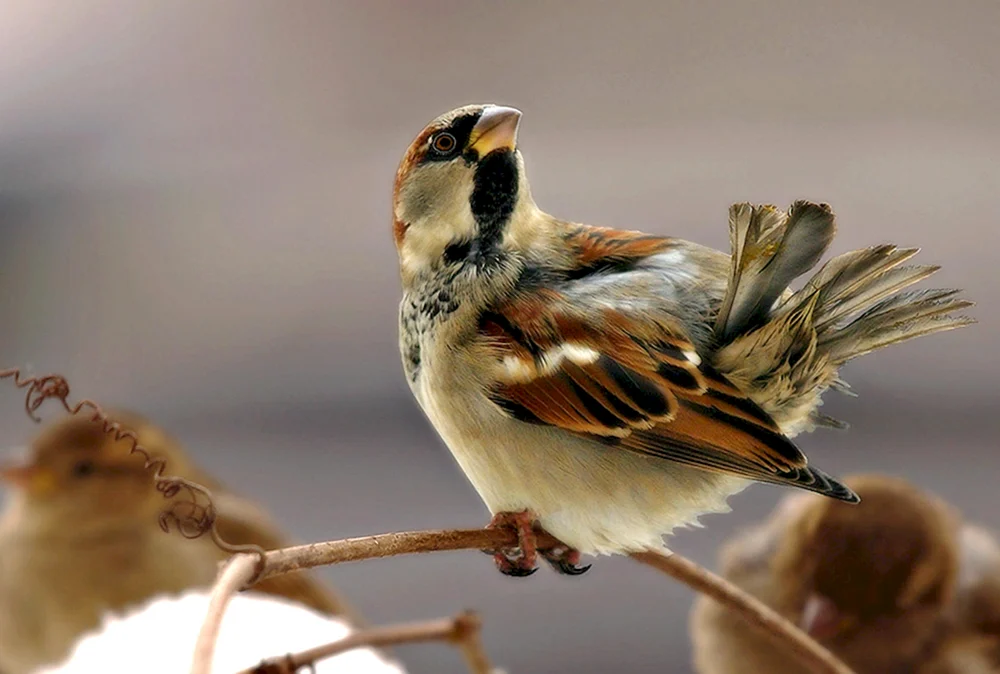 Vögel der Sperlingsfamilie