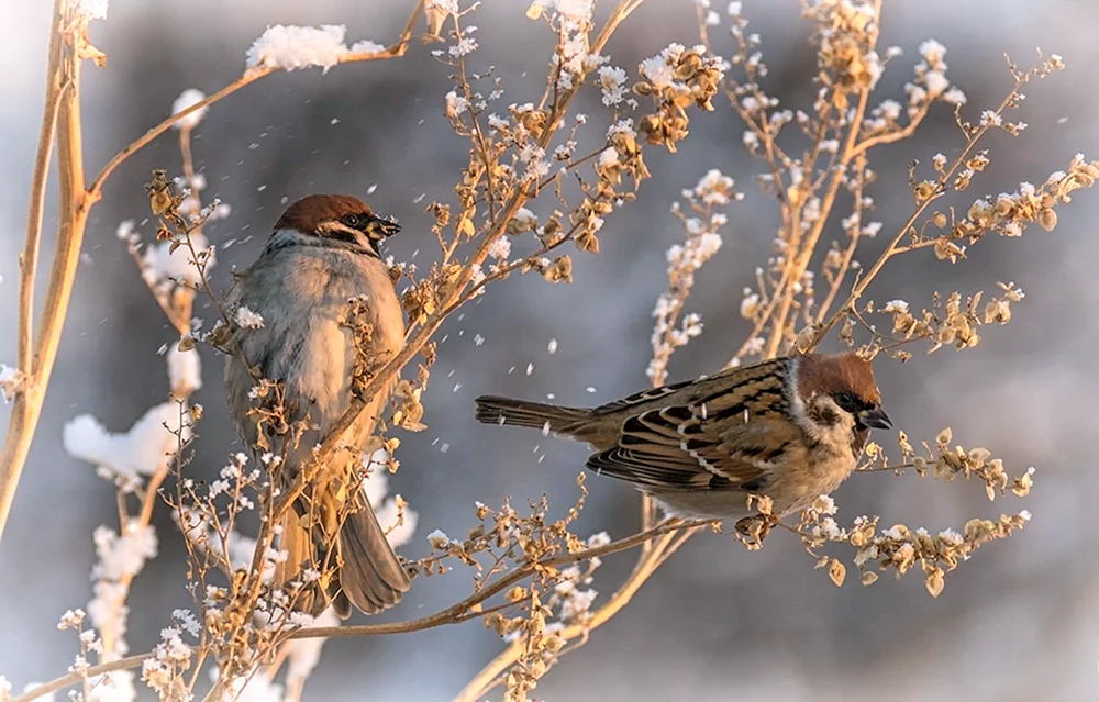 Wintervögel