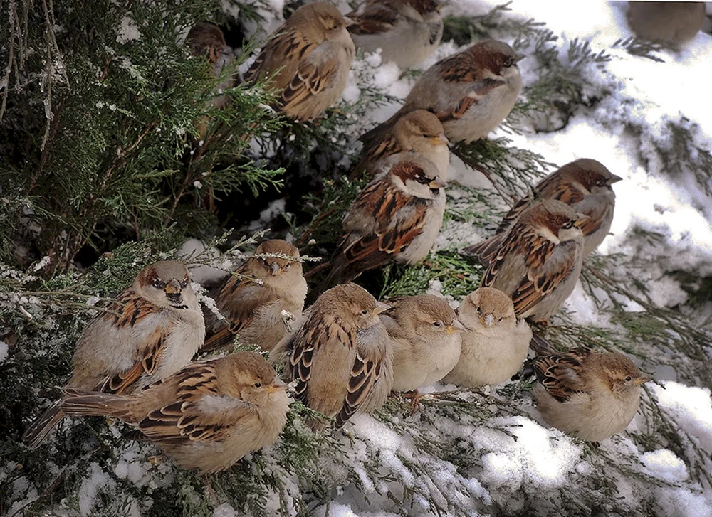 Wintervögel