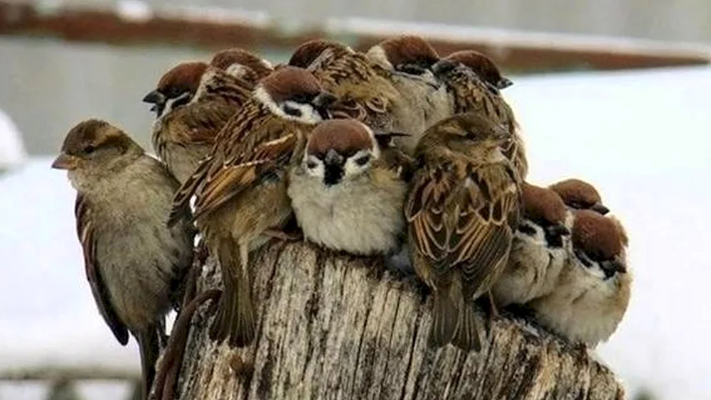 Haussperling im Winter