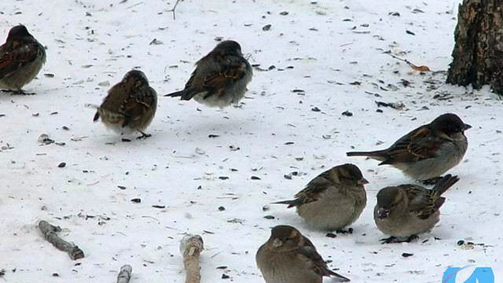 Frühjahrsvögel