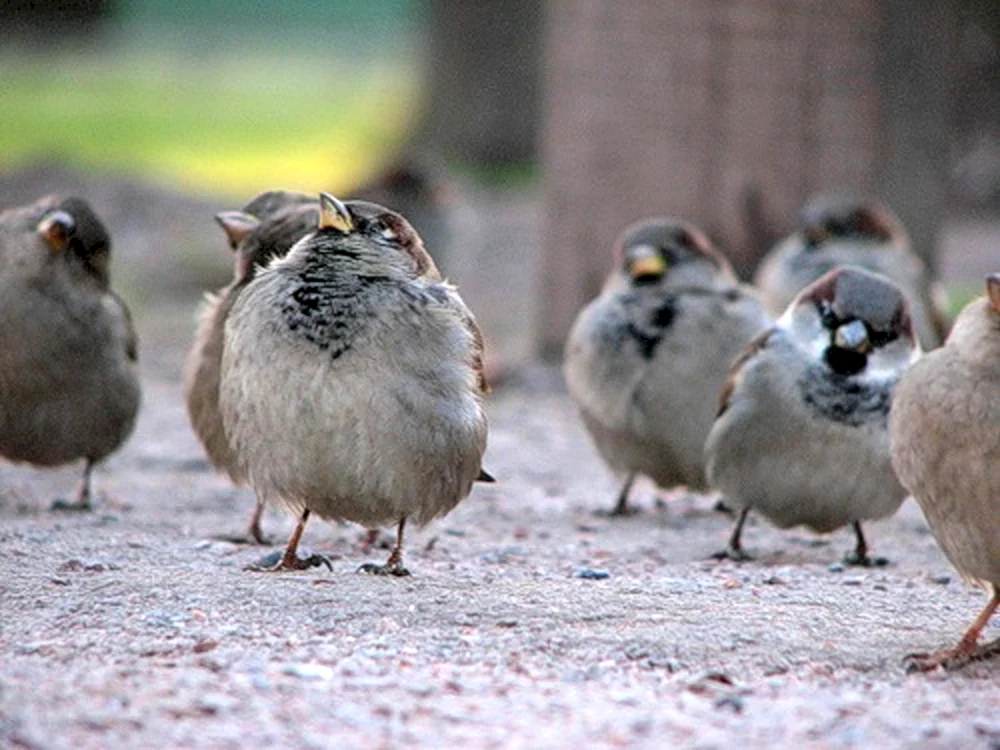 Story Sparrow Mama's Siberian Sparrow.