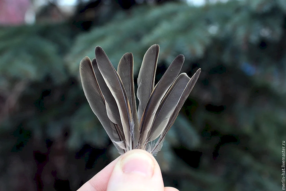 Vogelfedern