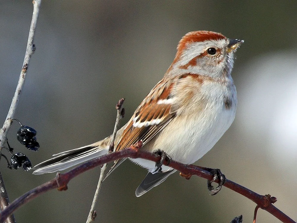 Sperlingsvögel