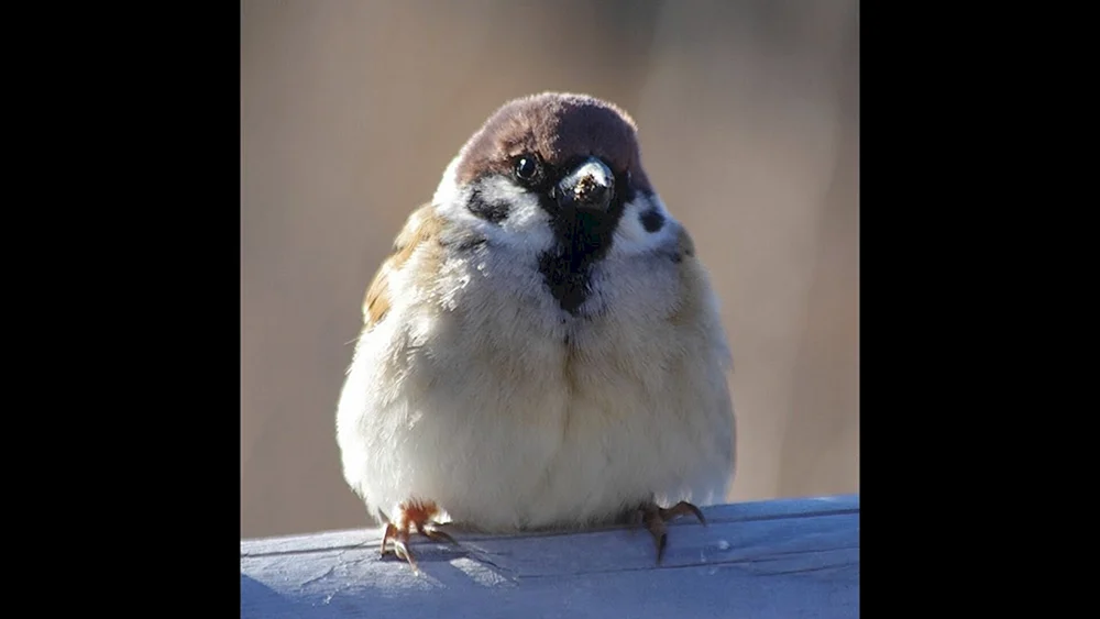 Flatter Spatz