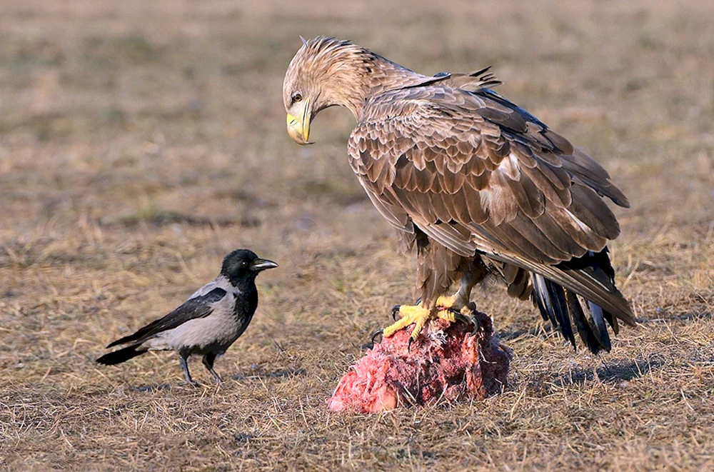 Corvus Flügelkrähe