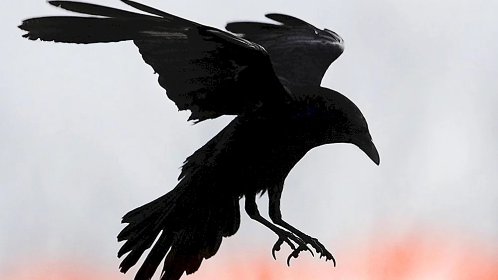 Krähe im Flug