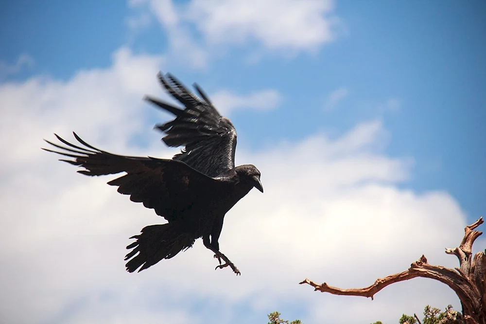 Der Rabe fliegt von der Seite