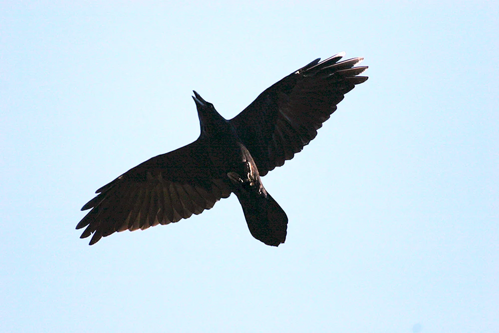 Der Rabe fliegt von unten