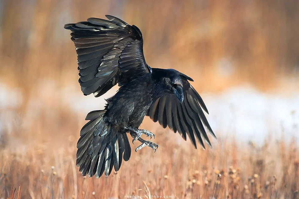 Raven principalis
