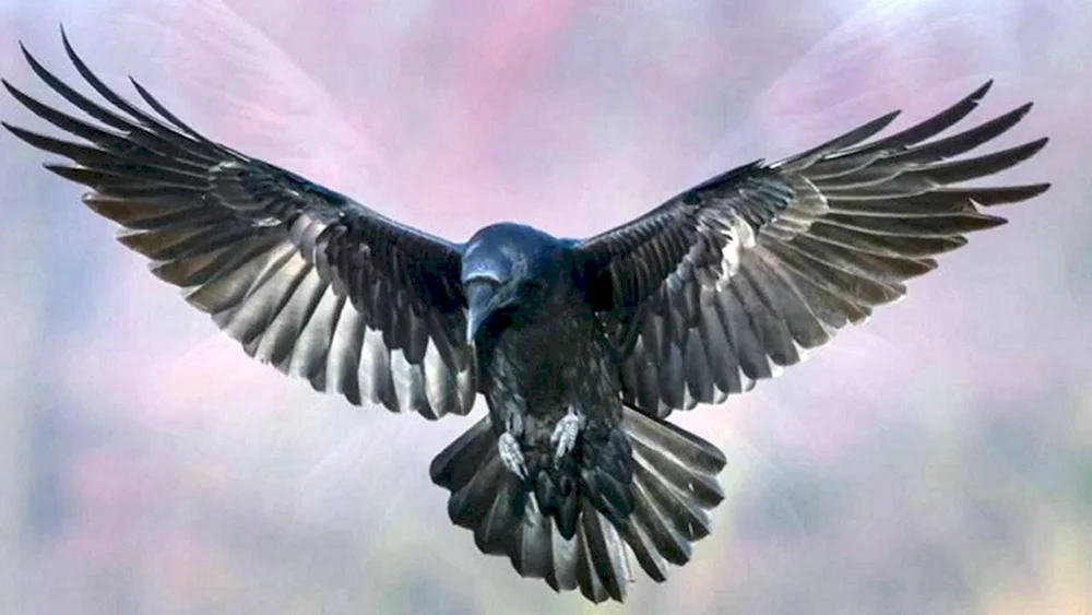 Rabenvogel principalis