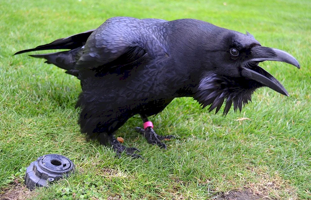Corvus principalis