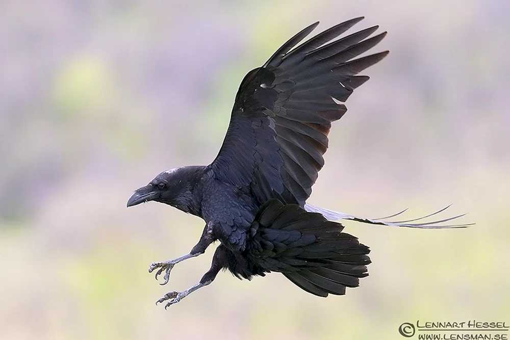Rabe von der Seite im Flug